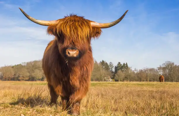 Scottish highlander cow in the Hondstongen nature reserve in Drenthe, Netherlands