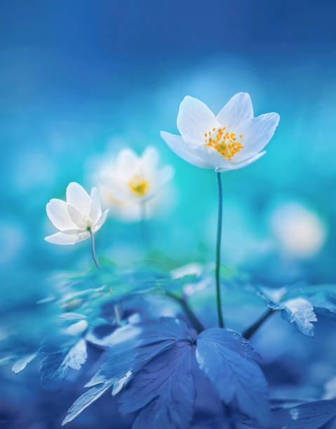 istock White flowers anemones in spring forest on blue background in nature. 1307188041
