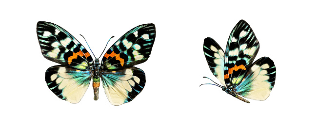 Set - two beautiful colorful bright  multicolored tropical butterflies with wings spread and in flight isolated on white background, close-up macro.