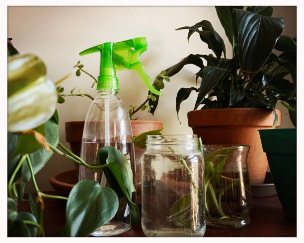 istock Houseplants and Mister 1307189447