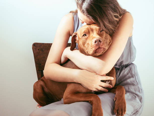 Lovable, pretty puppy of brown color. Close-up Charming, adorable puppy of brown color and a cute woman. Close-up, indoor. Day light. Concept of care, education, obedience training, raising pets pit bull terrier stock pictures, royalty-free photos & images