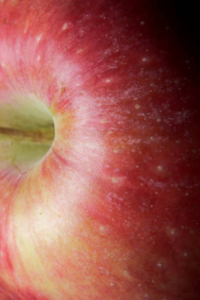 istock macro shot of a red apple 1307190137