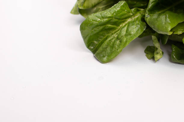spinach leaves on white background. bunch greens. space for writing