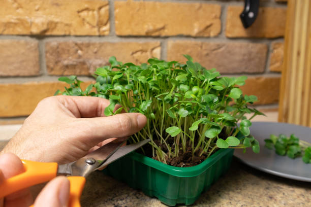 istock Man hands cut fresh microgreen radish sprouts. Raw sprouts microgreens, healthy eating. 1307191688