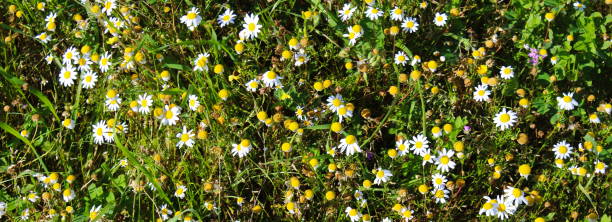 chamomile flowers in grass, dominant chamomile flowers, background, banner. - m chamomilla imagens e fotografias de stock