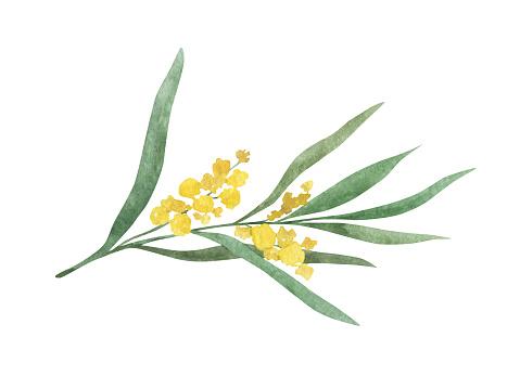 Mimosa yellow spring flower branch. Watercolor hand drawn illustration isolated on white background.