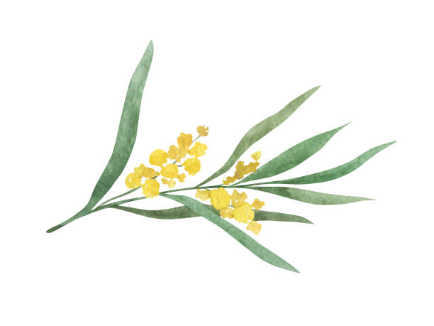 Mimosa yellow spring flower branch. Mimosa yellow spring flower branch. Watercolor hand drawn illustration isolated on white background. acacia tree stock illustrations