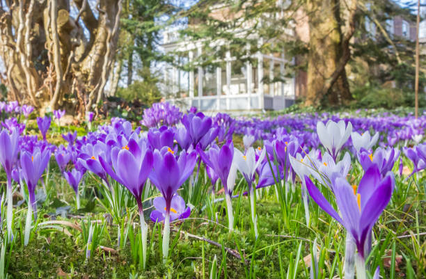 White and purple crocuses in a park in Assen, Netherlands