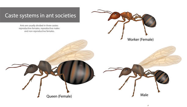 Caste systems in ant societies. Type of ants. Social structure Caste systems in ant societies. Type of ants. Social structure Male, Queen, Worker caste system stock illustrations