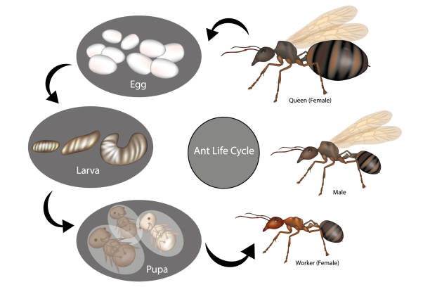 cykl życia mrówek. etap rozwoju ant - white background food nature macro stock illustrations