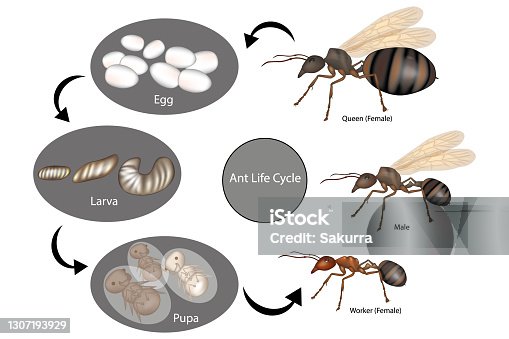 Ant Development Life Cycle Of An Ant