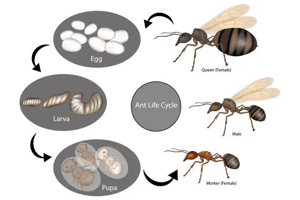 Vector illustration of Ant Life Cycle. Stage of development Ant