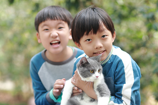 Little boy holding british shorthair cat in hands