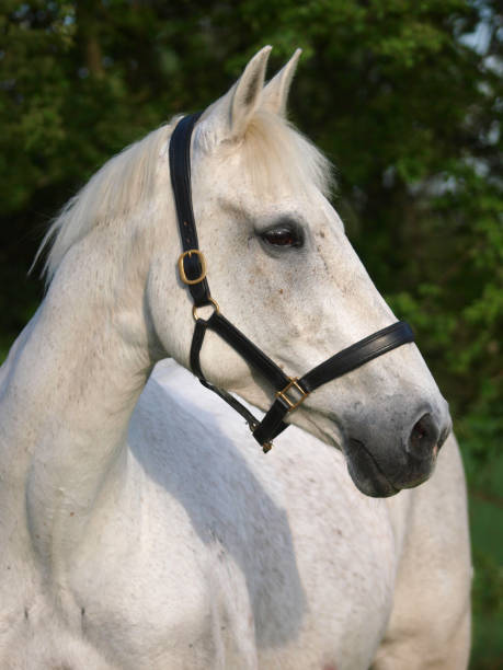 istock Grey Horse Headshot 1307195698