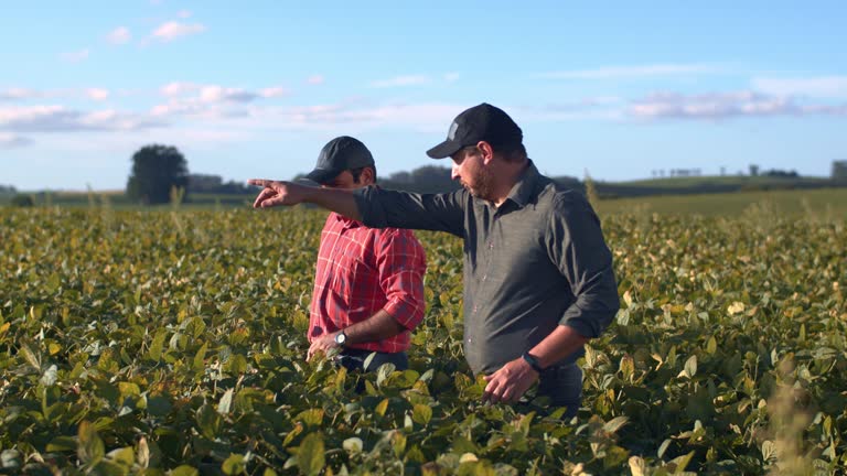 Farmers in soybean crop.