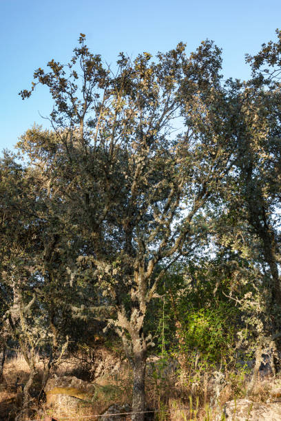 istock Acorn tree at sunset in southern Spain 1307197715