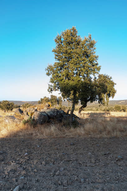 istock Acorn tree at sunset in southern Spain 1307197739