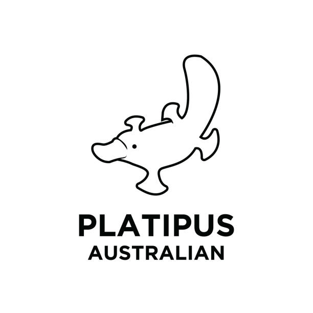 australian platypus vector black line logo icon illustration design isolated white background australian platypus vector black line logo icon illustration design isolated white background duck billed platypus stock illustrations