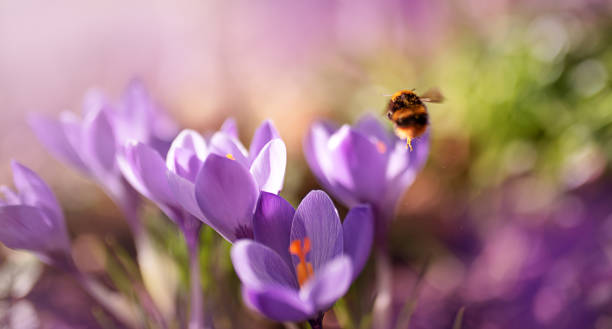 kwiat krokusa - saffron crocus spring nature crocus zdjęcia i obrazy z banku zdjęć