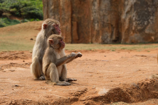istock mother monkey and her child 1307199127
