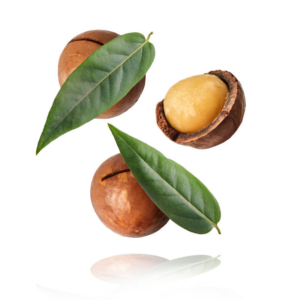 Fresh tasty macadamia nuts falling in the air stock photo
