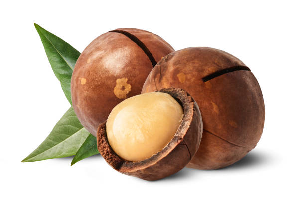 macadamia nuts isolated on white stock photo