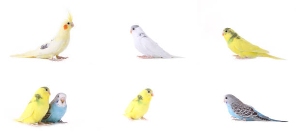 istock Set of budgerigars isolated on white background. Collage of different parrot. 1307200961