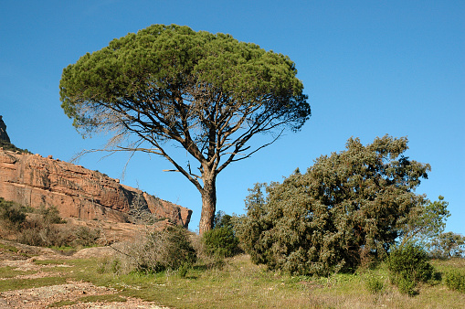 Aleppo pine Pinus halepensis in Var