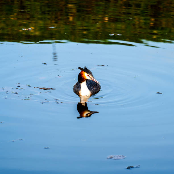 Close up of a Great Crested Grebe (Podiceps cristatus) swallowing a fish