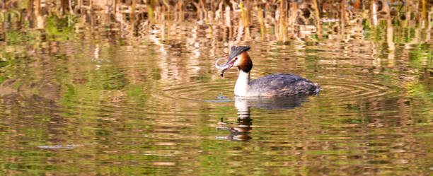 istock Close up of a Great Crested Grebe (Podiceps cristatus) swallowing a fish 1307202977