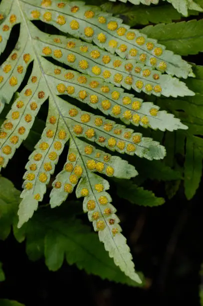 Leaves of Common polypody with sporangium Polypodium vulgare