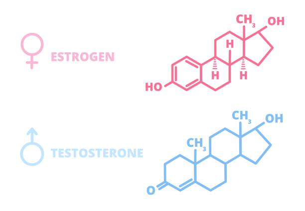 illustrazioni stock, clip art, cartoni animati e icone di tendenza di ormoni sessuali. simbolo di laboratorio, ormone estrogeno testosterone struttura chimica. salute uomo ragazza, informazione molecola totale segni vettoriali - estrogeno