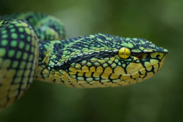 víbora de boxes wagleri - waglers temple viper fotografías e imágenes de stock