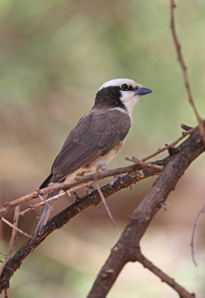 istock Northern White-crowned Shrike 1307207381