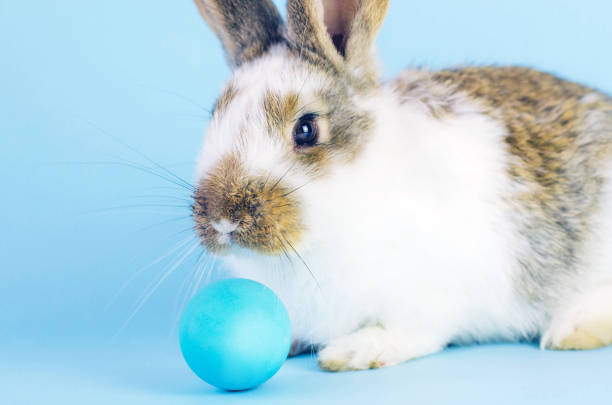 istock Lively little cute rabbit on a blue background. 1307208053