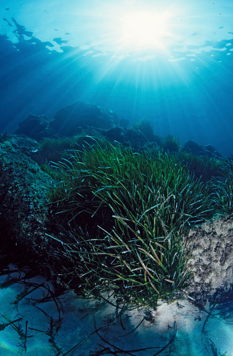 Posidonia oceanica Mediterranean Tapeweed