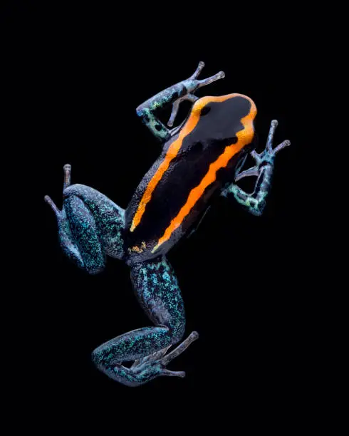 Poison arrow frog, Poison dart frog