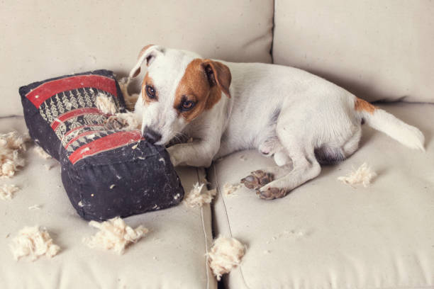 istock Pampering dog at home 1307211016