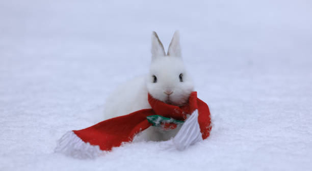 istock christmas white rabbit in red scarf 1307211131