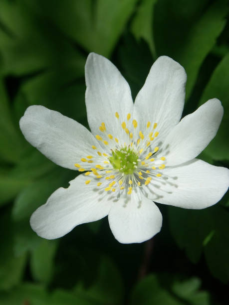 istock The wood anemone 1307211378