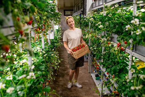 image of young entrepreneur growing potted plants in greenhouse. young man wearing red apron recording information of potted plants. Shot in natural light with a full-frame camera.