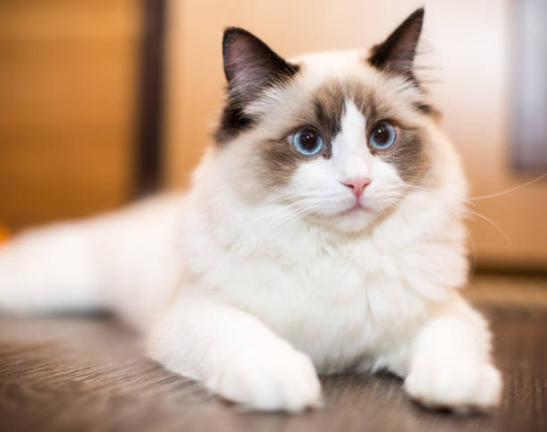 istock Beautiful young white purebred Ragdoll cat with blue eyes 1307211427