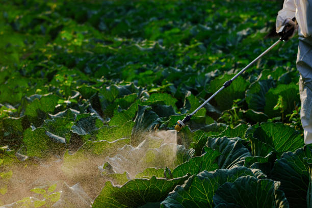 istock Gardener hand in a protective suit spray fertilizer on huge cabbage vegetable plant 1307212302