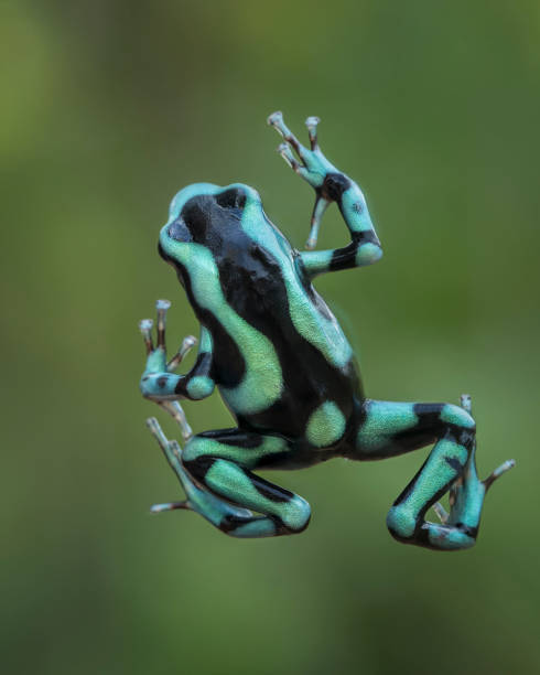Sticky Green and black poison dart frog, Poison arrow frog, Poison dart frog poison arrow frog photos stock pictures, royalty-free photos & images