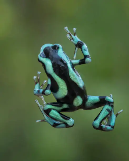 Green and black poison dart frog, Poison arrow frog, Poison dart frog