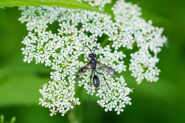 Grass carrying wasp (Isodontia sp.) on ground elder (Aegopodium podagraria) flowers in late spring.