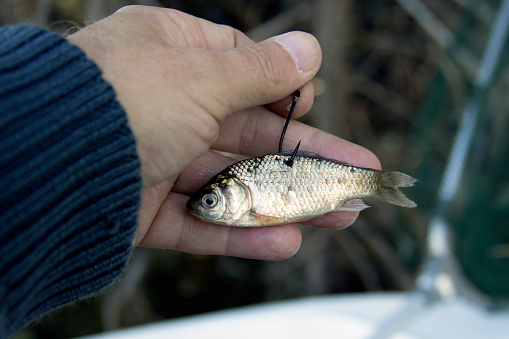 Belgrade, Serbia, Nov 9, 2015: Man using a small fish as a live bait for pike fishing.