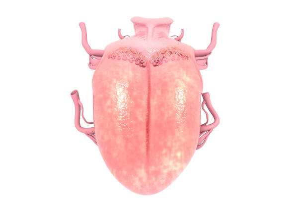 istock Human tongue anatomy 1307212763