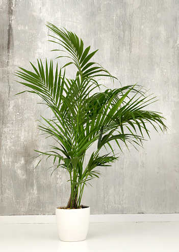 Hojas verdes frescas de una planta de palma kentia en maceta photo
