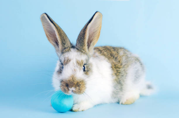 istock Lively little cute rabbit on a blue background. 1307216061